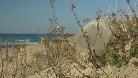 Plastic bag caught on a plant on the beach, a plastic bag is a threat to the 스톡 동영상 72652664