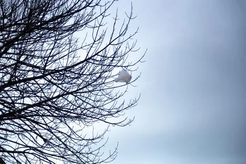 Plastic Bag Caught in a Tree Branch Foto stock