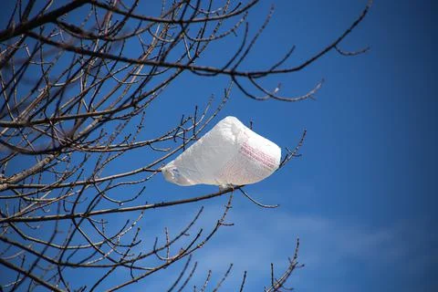 Plastic Bag Caught in a Tree Branch Foto stock