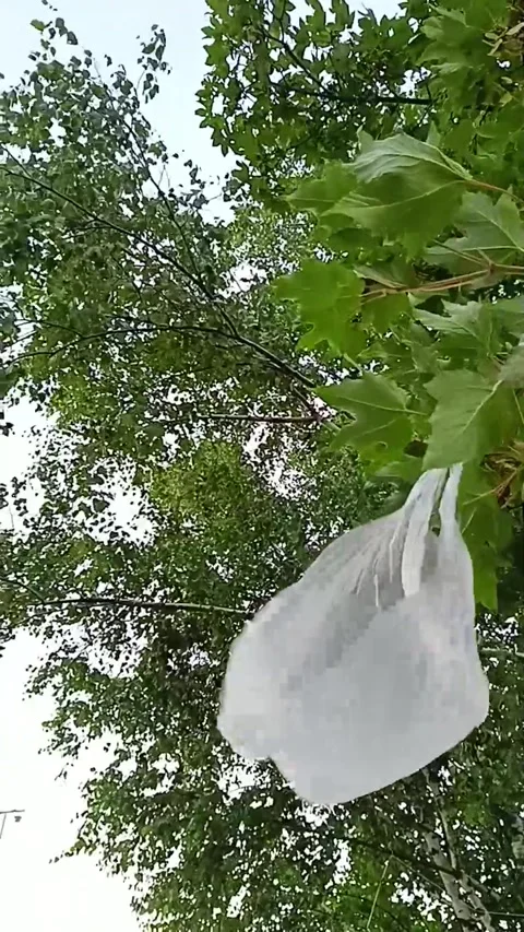 Plastic Bag Caught in Tree Branches Stock Footage 278260011