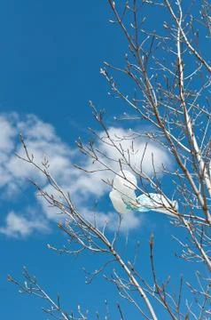 Plastic Bag Caught in a Tree Stock Photos