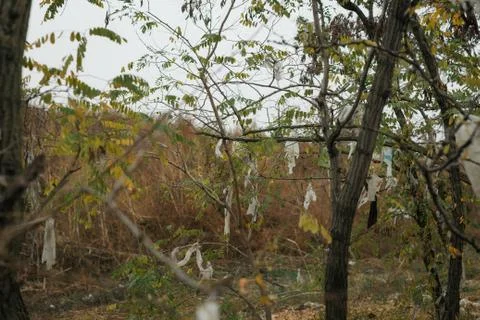 Plastic bag contaminated trees Stock Photos