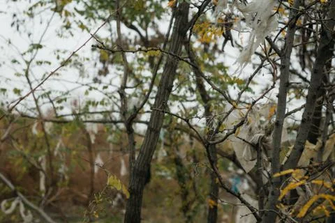 Plastic bag contaminated trees Stock Photos