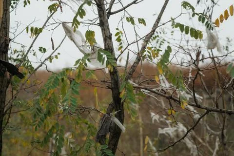 Plastic bag contaminated trees Stock Photos
