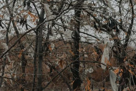 Plastic bag contaminated trees Stock Photos