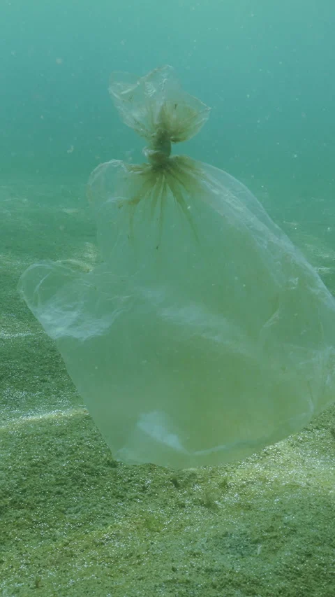 Plastic bag drifts above seabed covered with immense colony of unicellular algae Stock Footage 324255960