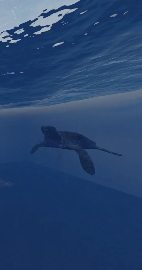Plastic Bag falls from the surface interrupting the turtle swimming 3D animation Stock Footage 247081727