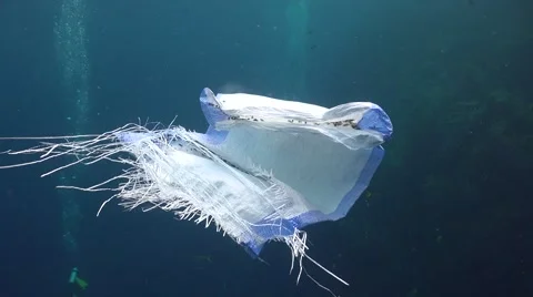 Plastic bag is fish's home Stock Footage 67195494