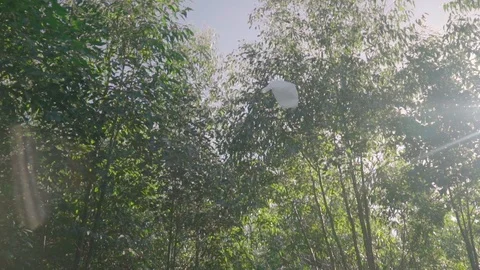 A plastic bag flies with the wind in a green forest. Sun rays see filter Vidéo 113837335