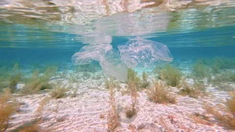 Plastic bag floating above the seabed with sargassum seaweed Video stock 337922312