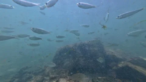 Plastic bag floating among fish in a Caribbean Sea reef, pollution impact Stock Footage 332567306