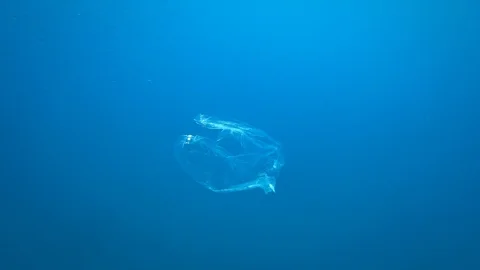 Plastic bag floating in the ocean, a bag in the water. Video stock 114059824