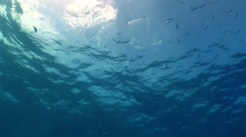 Plastic bag floating in ocean Stock Footage 24234916