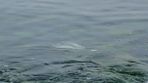 Plastic bag floating in the ocean, illustrating the problem of plastic pollution Stock Footage 112036483