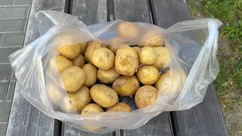 Plastic bag with fresh yellow potatoes on old wooden bench outdoors Stock Footage 342438215
