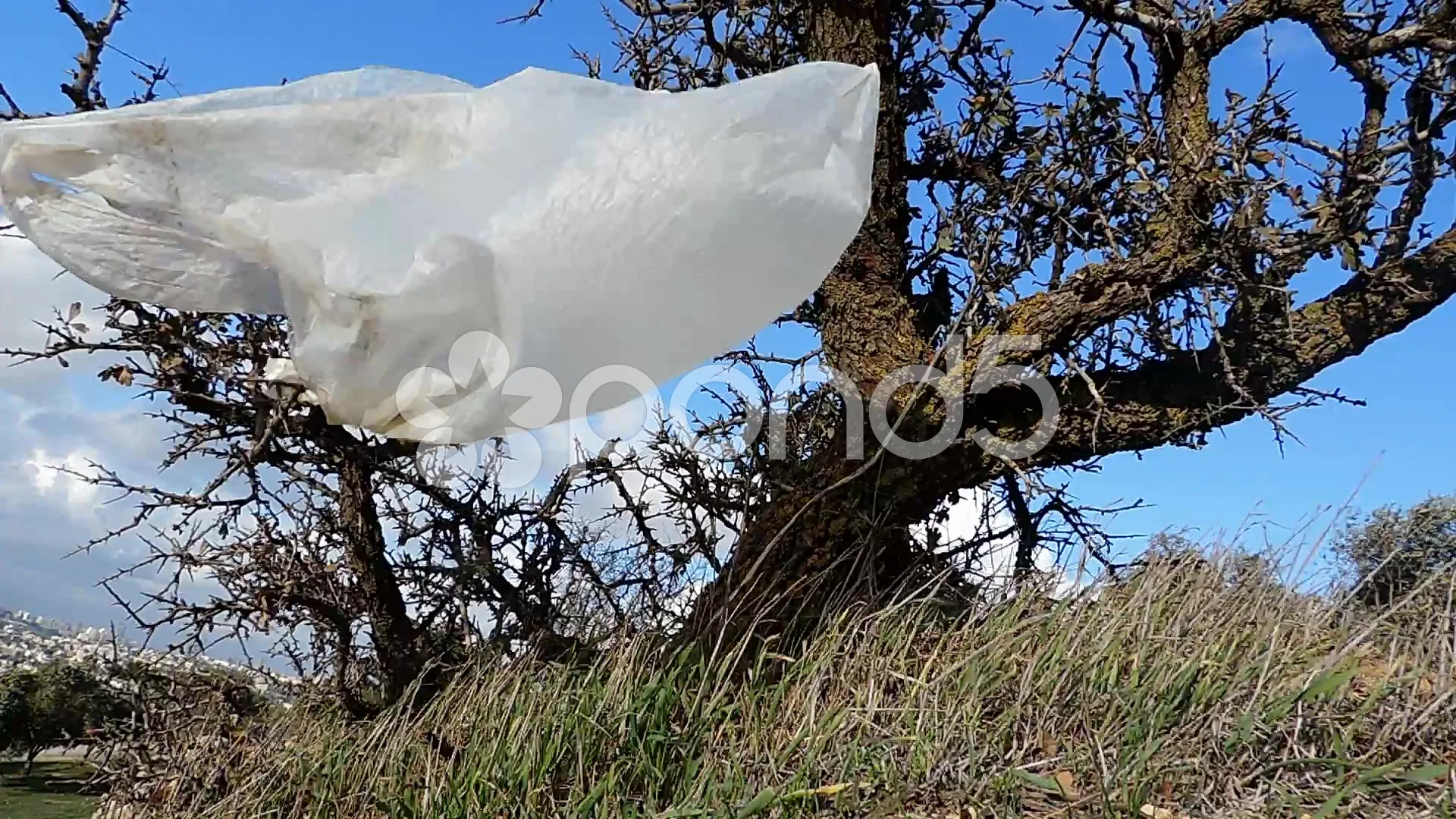 Plastic bag hanging at the side of a thorny tree, image size:1920x1080