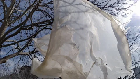 Plastic bag hanging from a tree with bare branches, waving in the wind Stock Footage 232361891