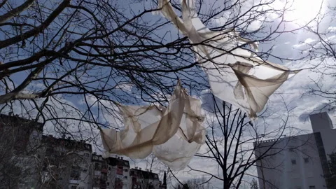 Plastic bag hanging from a tree with bare branches, waving in the wind Stock Footage 232368243