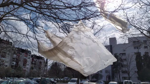 Plastic bag hanging from a tree with bare branches, waving in the wind Stock Footage 232372579