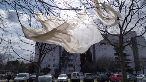 Plastic bag hanging from a tree with bare branches, waving in the wind Stock Footage 232378928