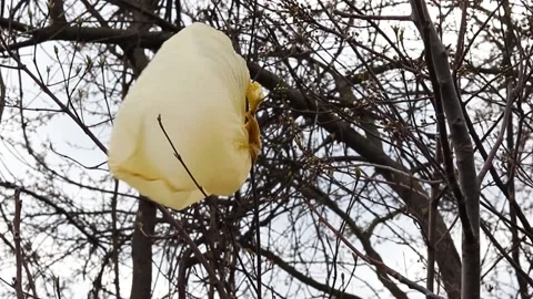 Plastic bag hanging on tree branch. Stock Footage 152976394