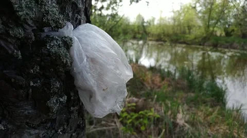 Plastic bag hanging at tree in forest. Bad ecology environment. Stock Footage 119956357