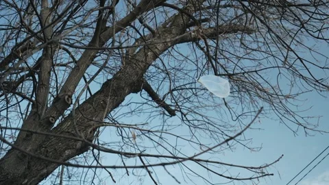 Plastic bag hangs from bare tree branch, scattered trash blown by the wind Stock Footage 266406871