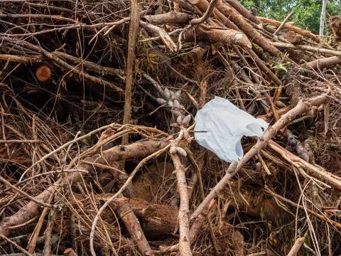 Plastic bag lost in the forest. Stock Photos