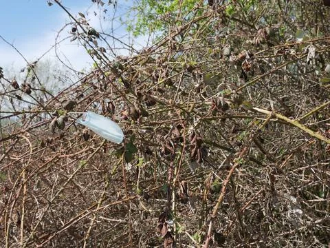 Plastic bag stuck between dry twigs in the forest - plastic pollution 스톡 사진