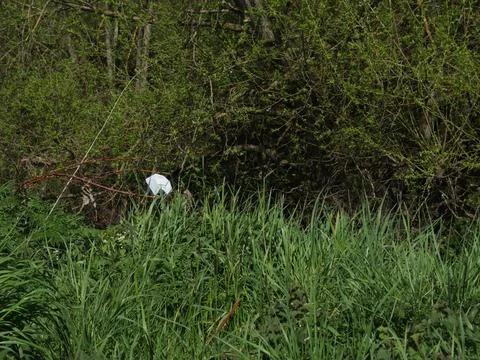 Plastic bag stuck between dry twigs in the forest - plastic pollution 스톡 사진