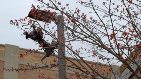 Plastic bag stuck in a blooming tree on a sunny day in early spring. 4k60p Video stock 130142006