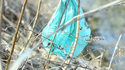 Plastic bag stuck on a branch in windy weather. Stock Footage 127704401