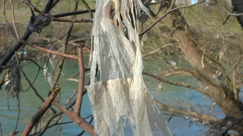 Plastic bag stuck on tree 動画素材 236852601