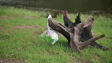Plastic bag stuck in a tree in a green forest, littering in nature, Garbage dump Stock Footage 171987341