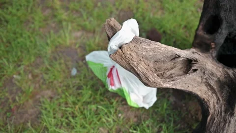 Plastic bag stuck in a tree in a green forest, littering in nature, Garbage dump Stock-Footage 171987384