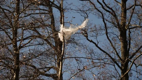 Plastic Bag Stuck in Tree, Plastic Pollution and Plastic Waste in Forest Concept Vídeos de archivo 195685070