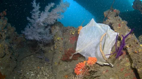 Plastic Bag Tangled on Coral Covered Shipwreck Stock Footage 339599376