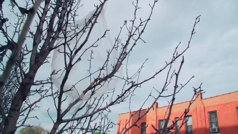 Plastic bag trash in tree in Chicago urban metropolis Stock Footage 86614406