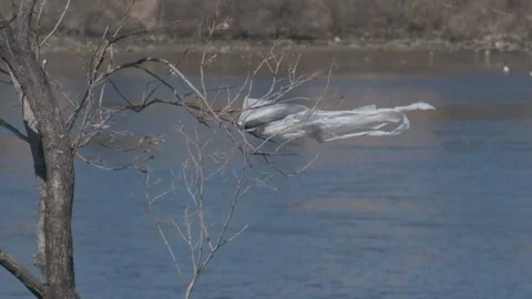 Plastic Bag on Tree Branch by River Video stock 306199276