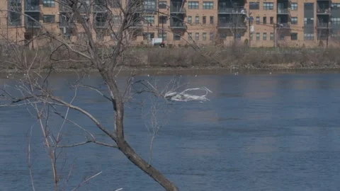 Plastic Bag on Tree Branch by River Stock Footage 306199282