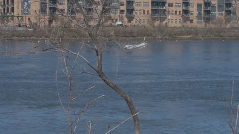 Plastic Bag on Tree Branch by River Stock Footage 306199283