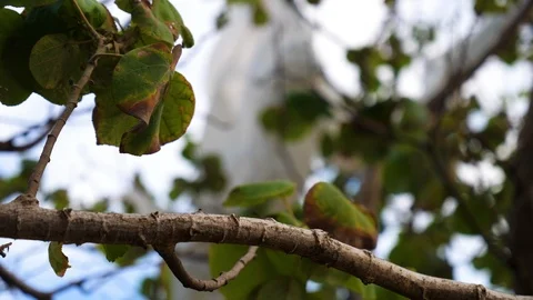 Plastic Bag In Tree Stock Footage 120491396