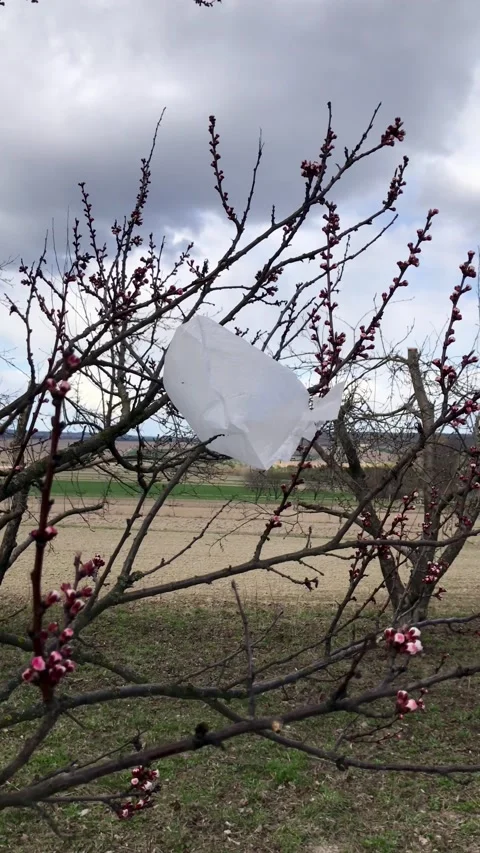 Plastic bag on a tree Stock Footage 188331393