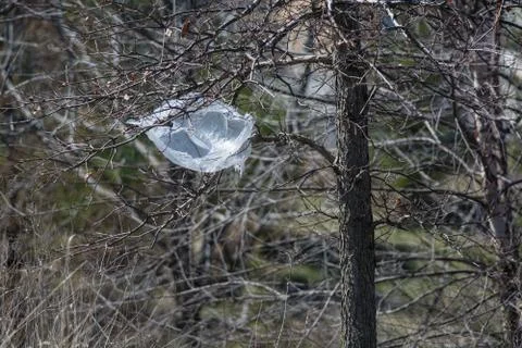 Plastic Bag in a Tree Stock Photos