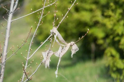 Plastic Bag in a Tree Stock Photos