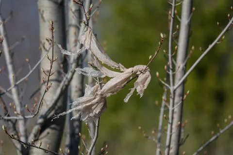 Plastic Bag in a Tree Stock Photos
