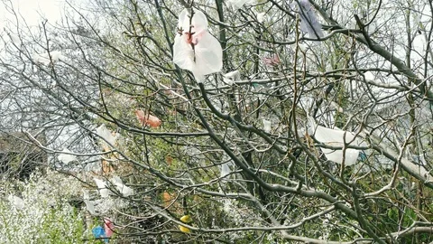 Plastic bags in the branches Stock Footage 88192671