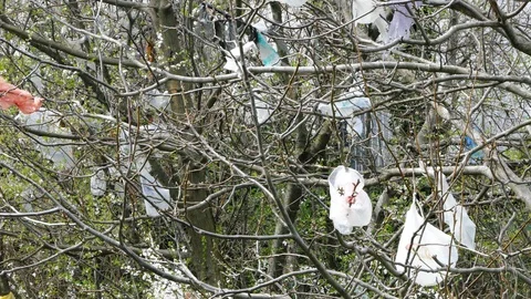 Plastic bags in the branches Stock Footage 88193931