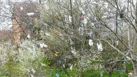 Plastic bags in the branches Stock Footage 88194215