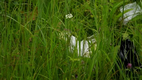 Plastic bags, plastic bottles lying on the grass, pollution of nature Stock Footage 133445207